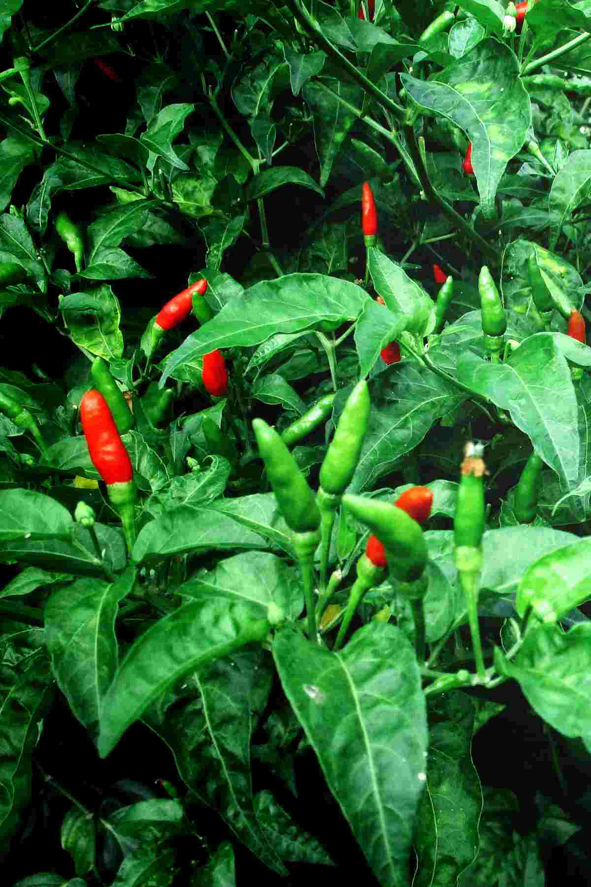 fresh thai hot pepper