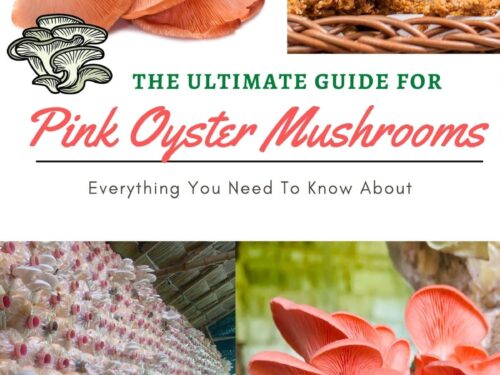 a list of pink mushroom