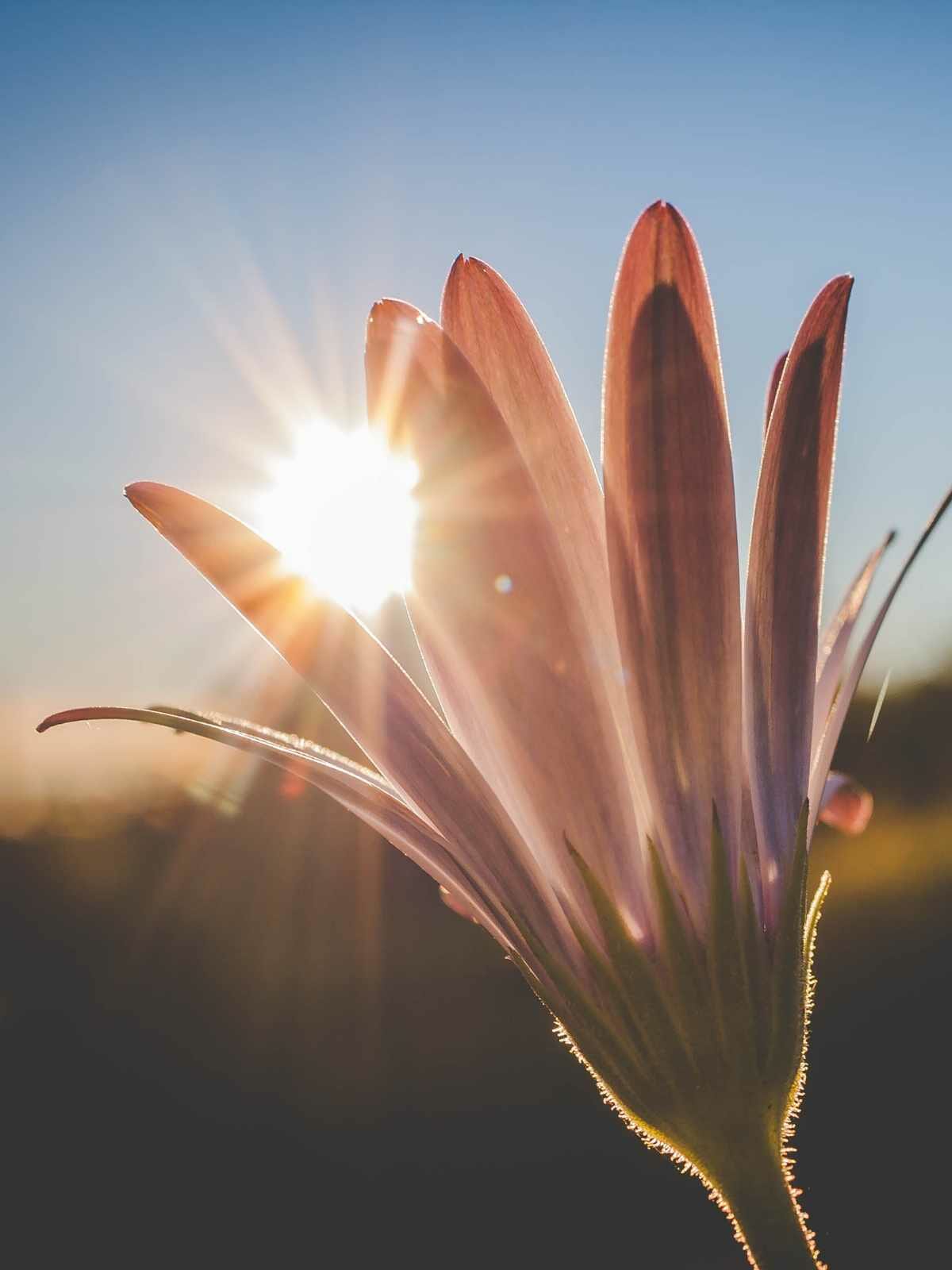 sunlight through a flower