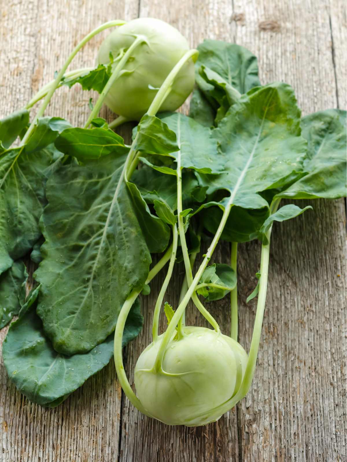 green root vegetable