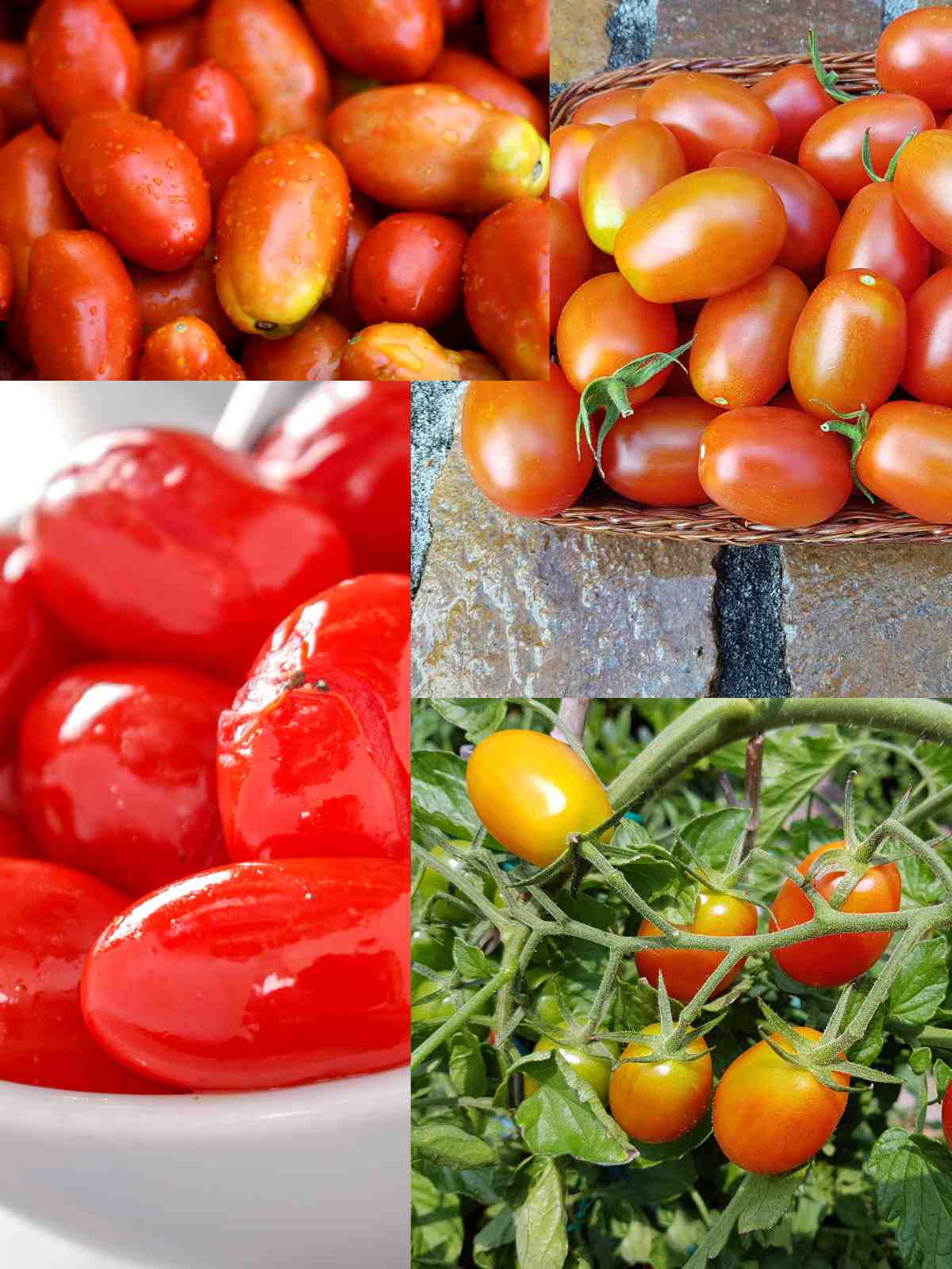 plum tomato recipes