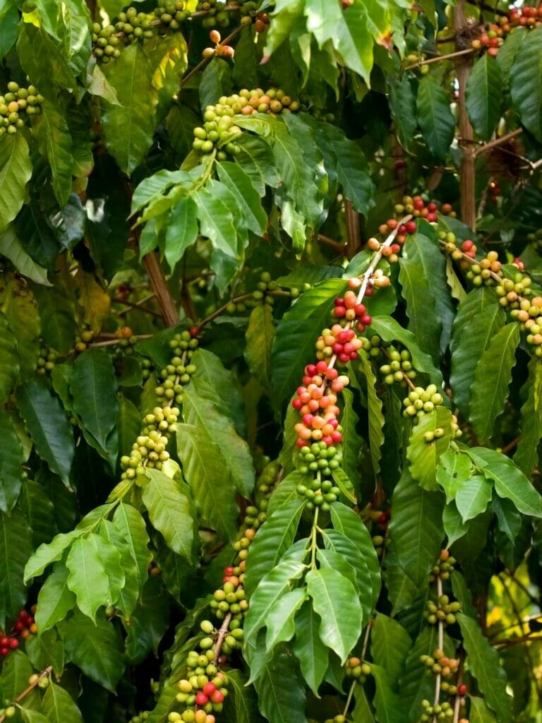 heavenly hawaiian kona coffee farm