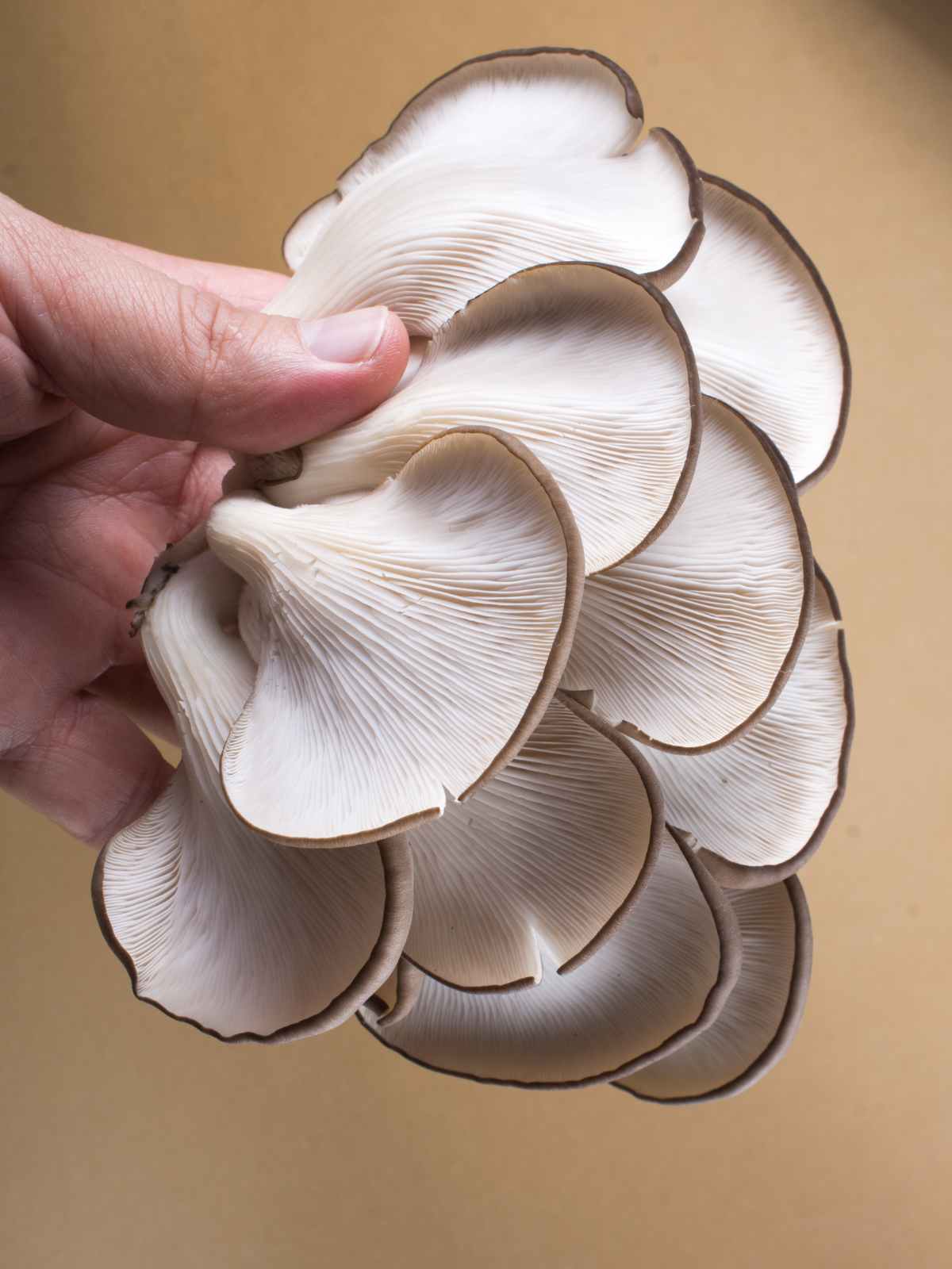 Can You Freeze Oyster Mushrooms? And How? » Joyful Dumplings