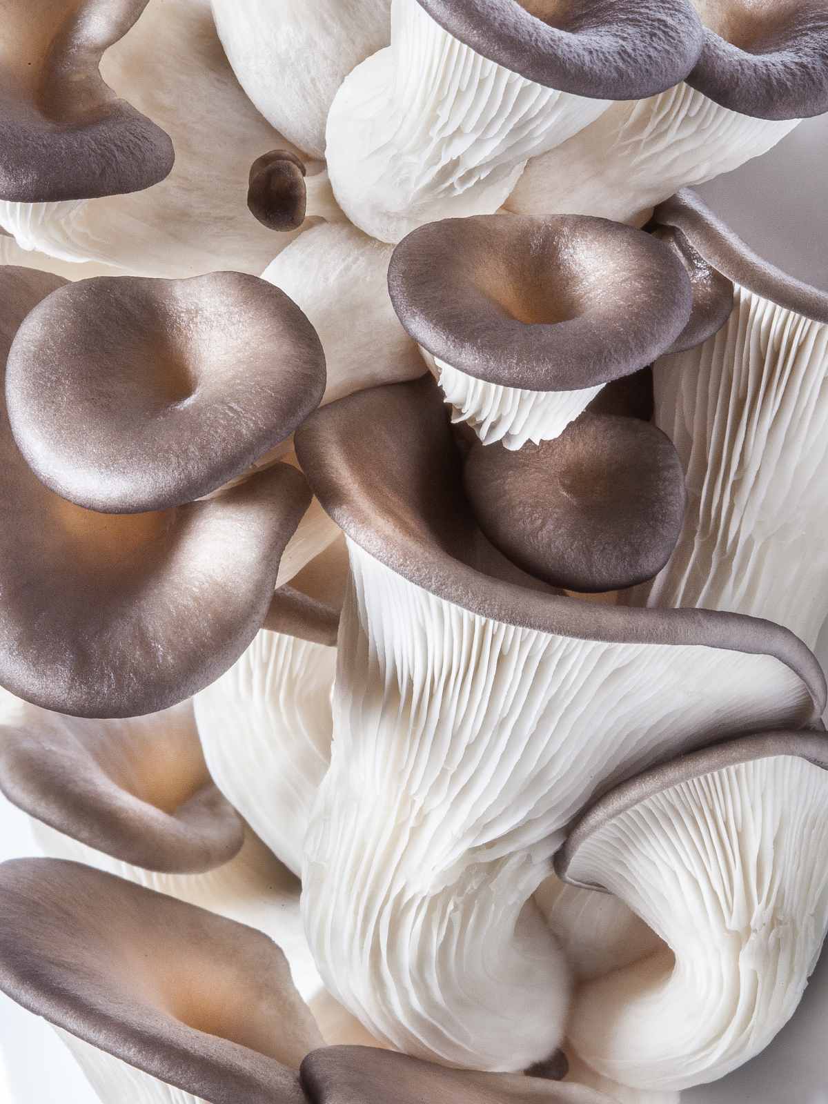 freeze mushrooms