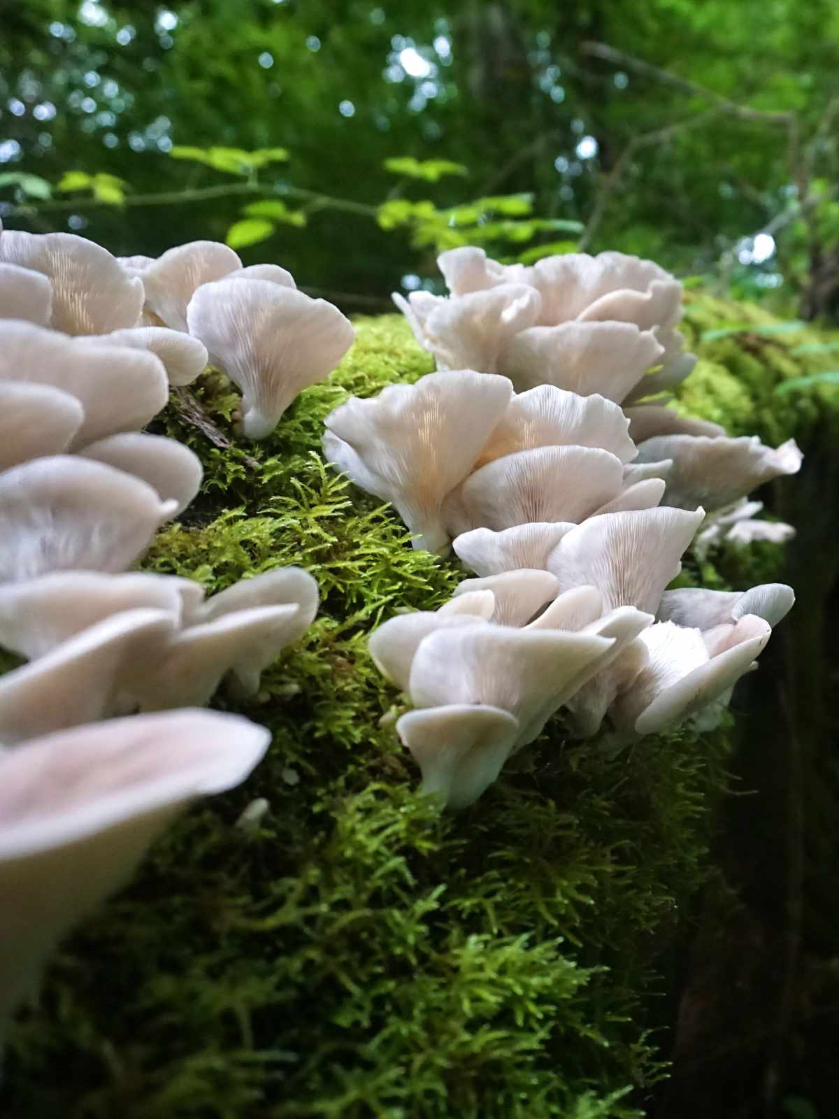 golden oyster mushrooms