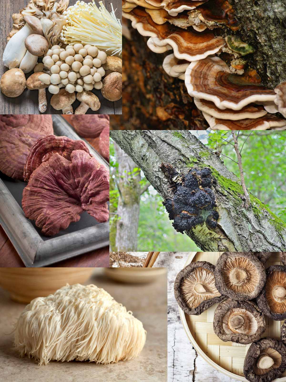 different types of medicinal mushrooms