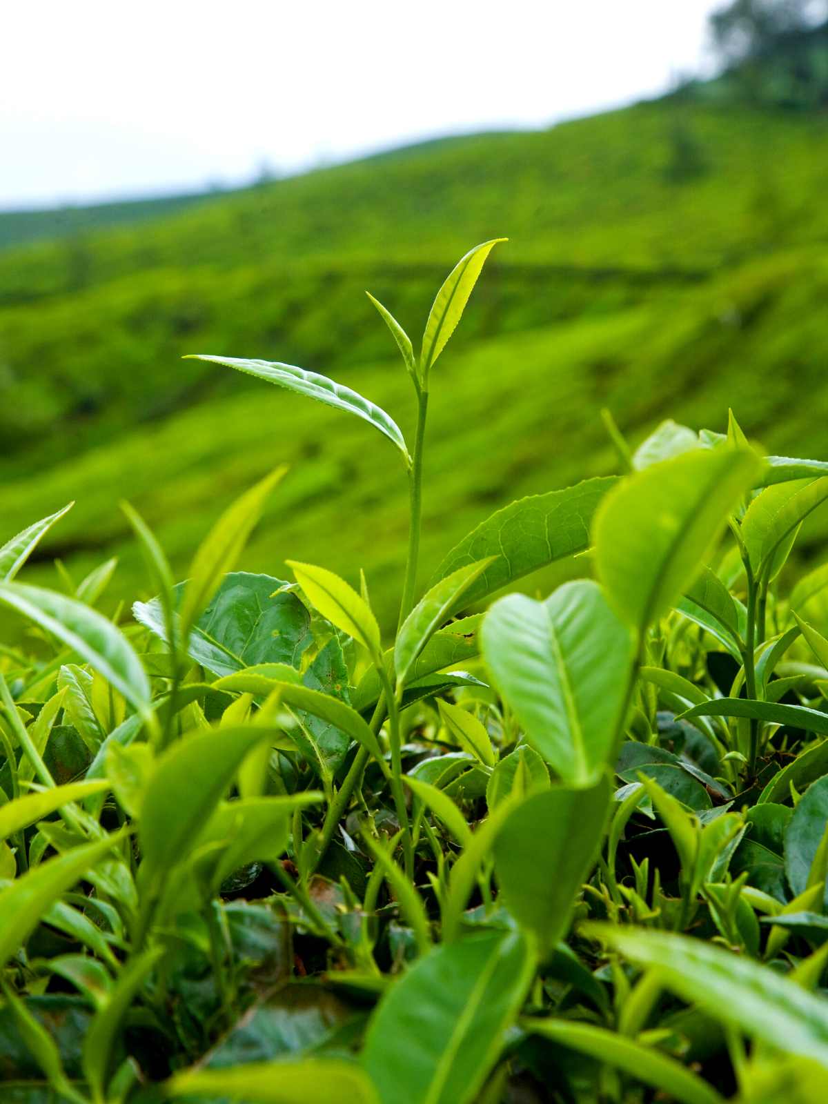 true tea plants