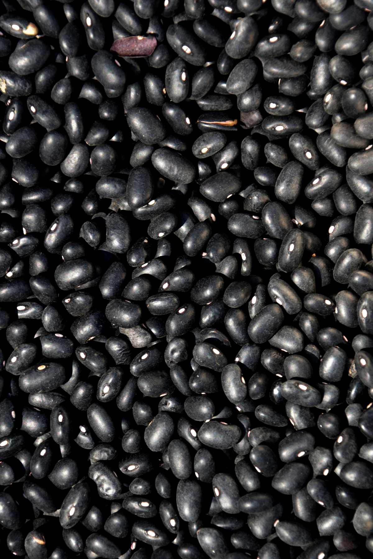 pinto beans vs black beans