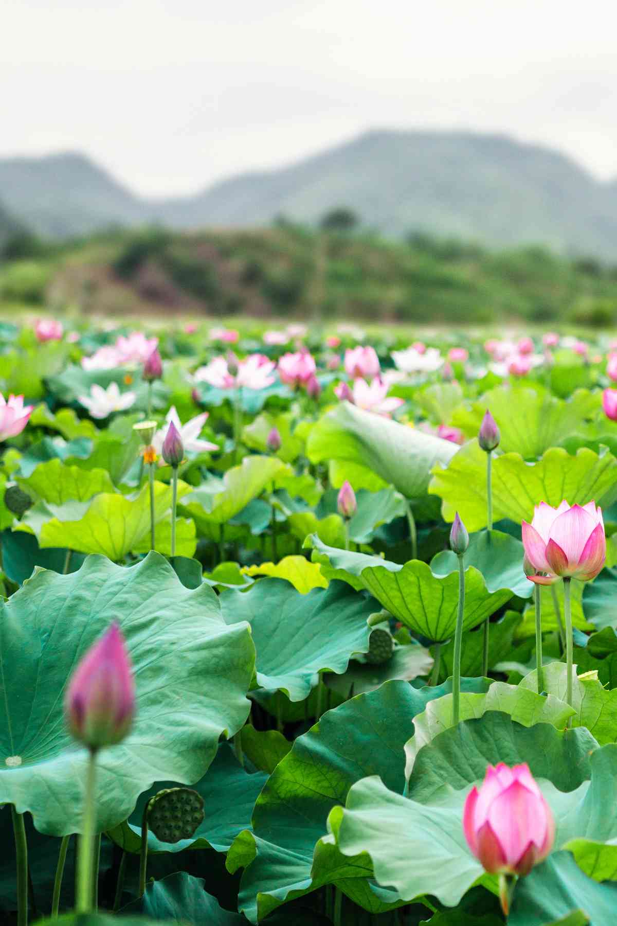 lotus plant