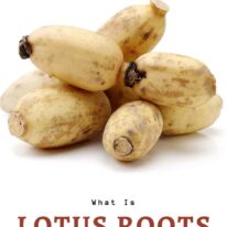 what is lotus root