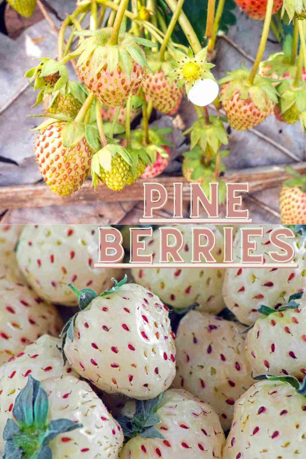 21 Different White Fruits And Their Health Benefits » Joyful Dumplings