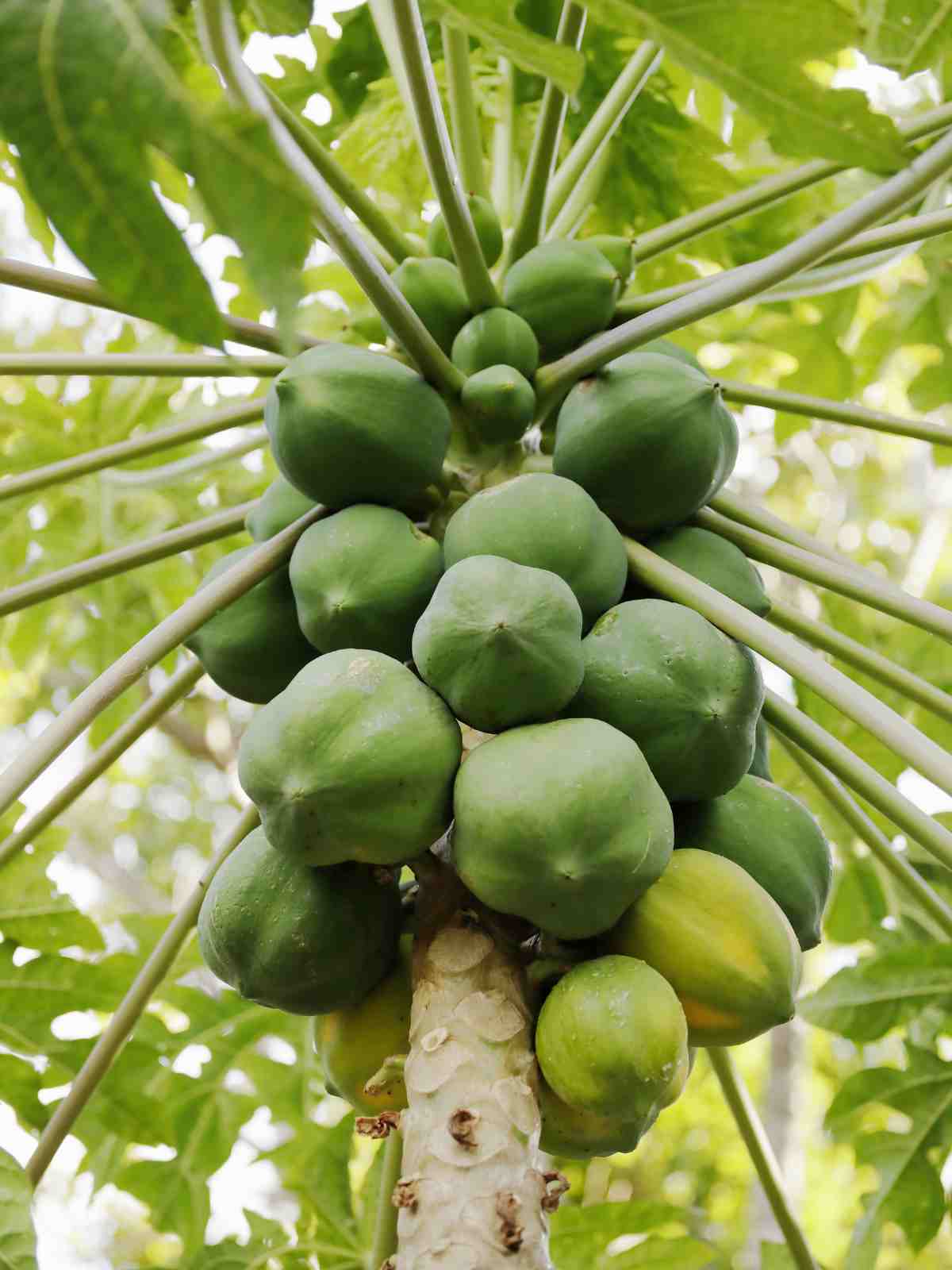 what are papaya seeds good for