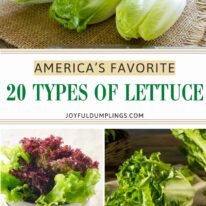 different types of lettuce