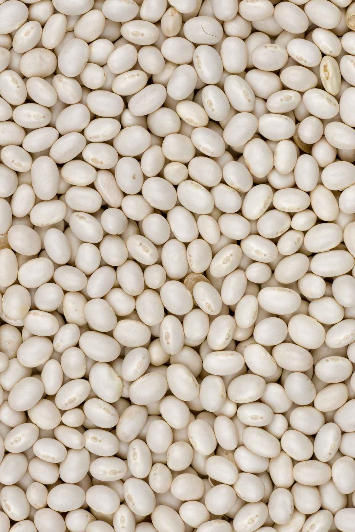 legumes with highest protein