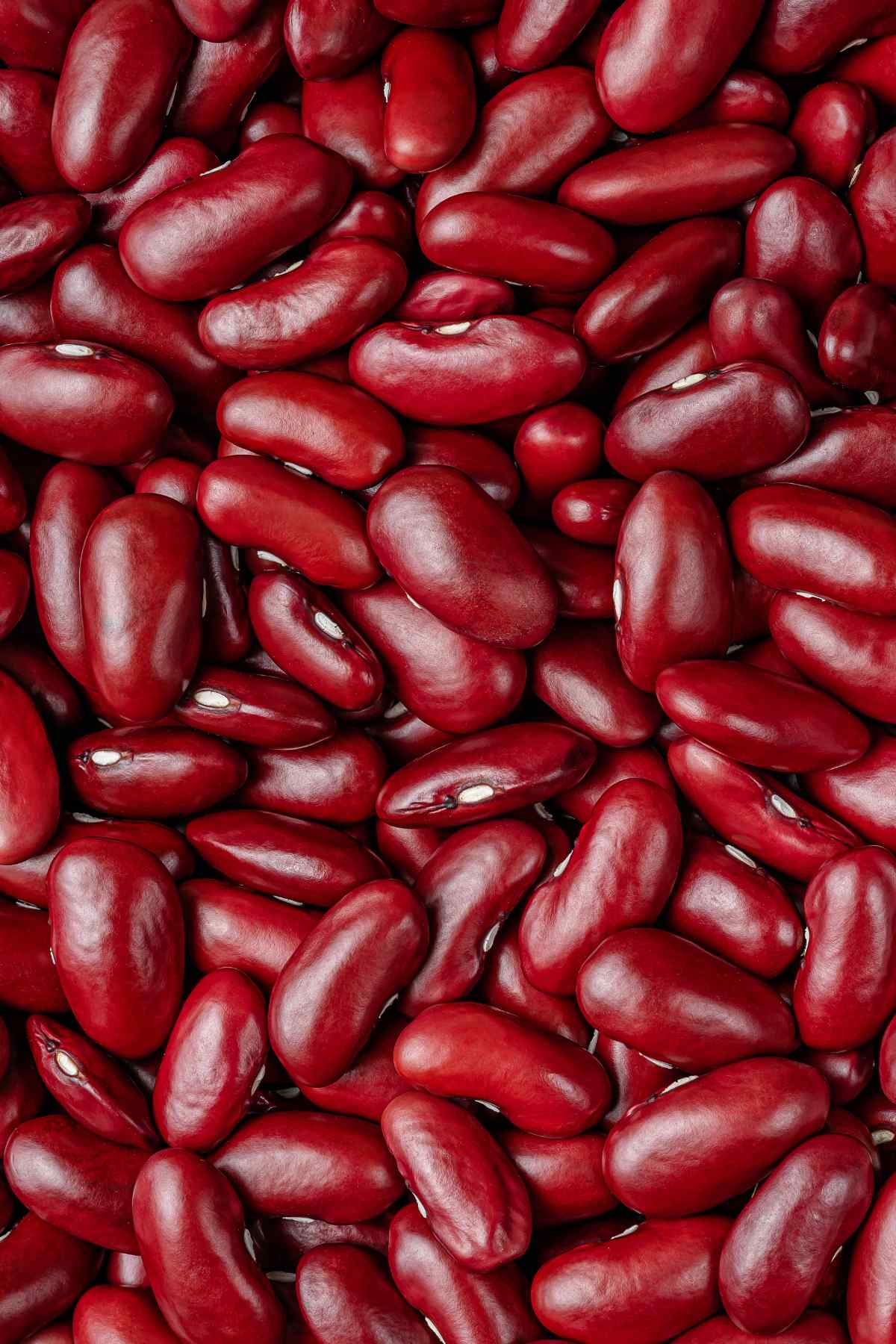 high calorie beans