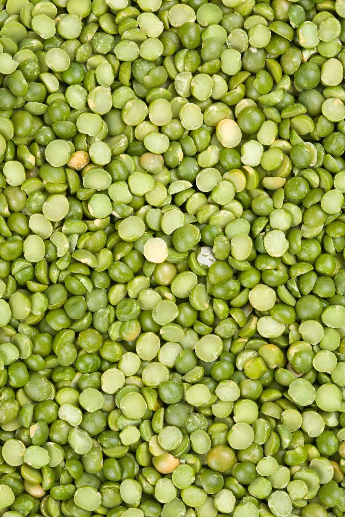 high protein beans and legumes