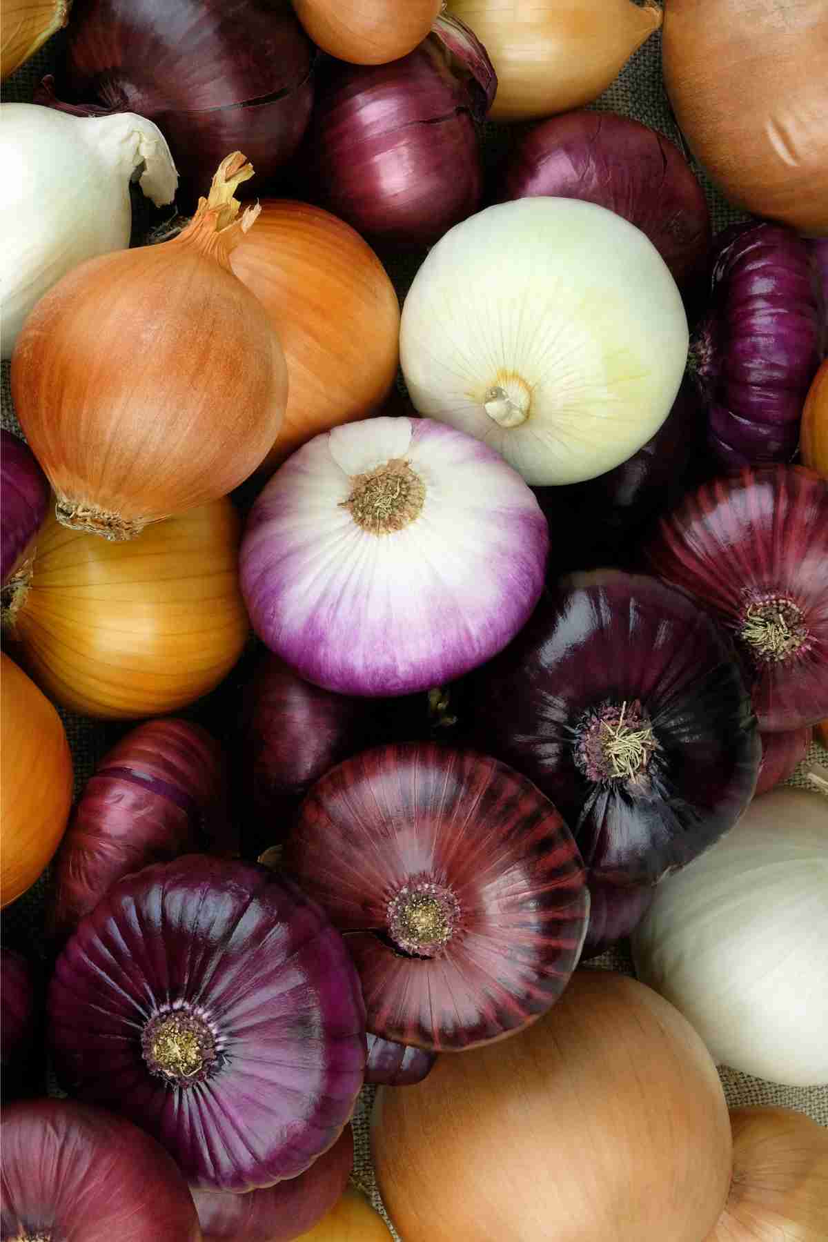 nutritional value of onions