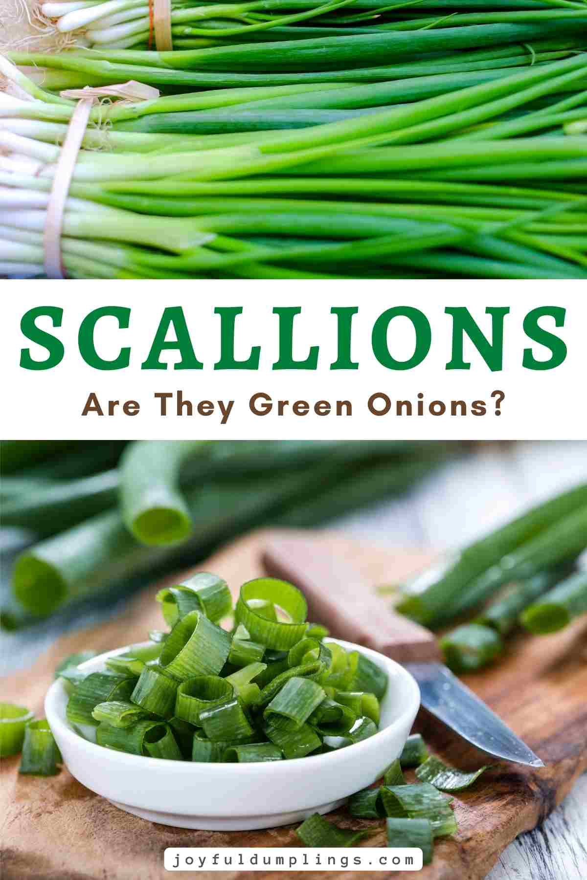 what do scallions look like