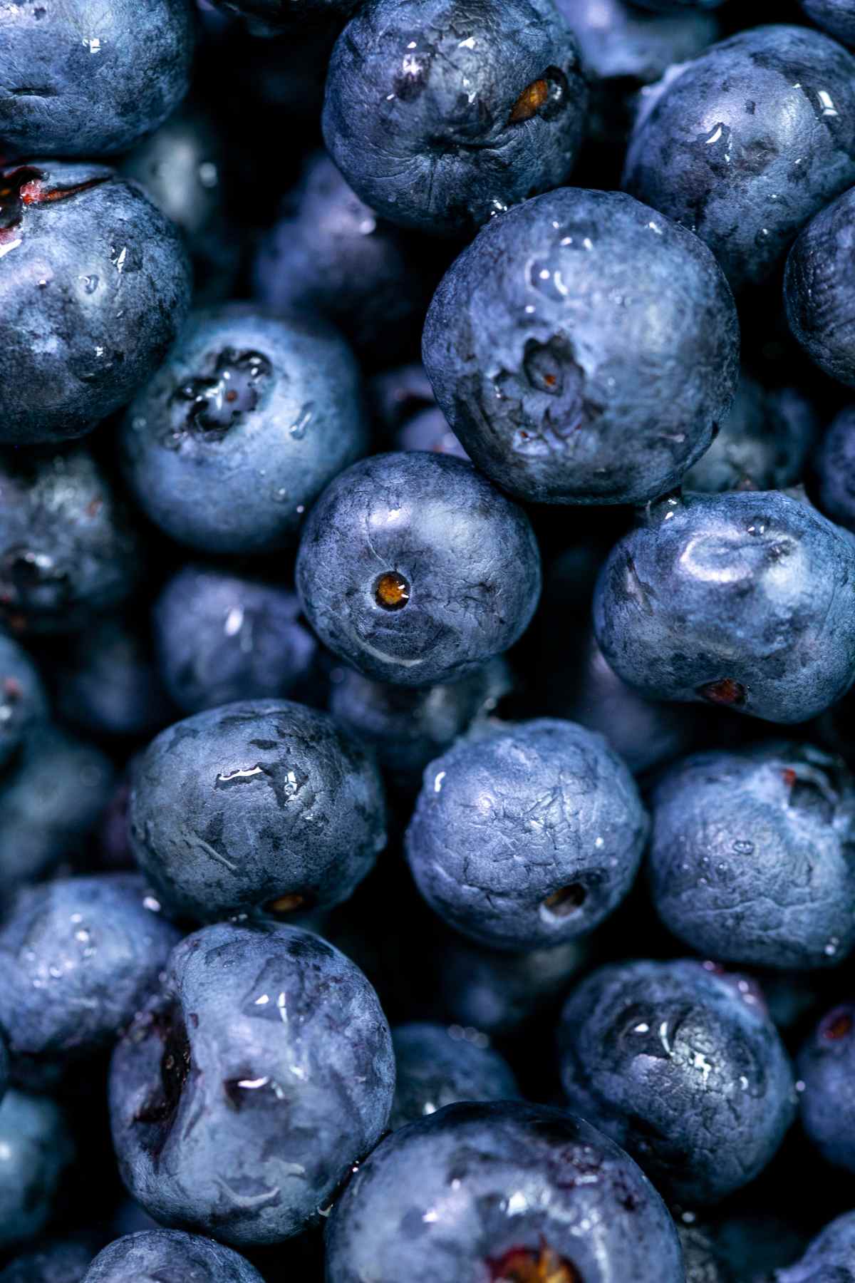 blue berries in bulk