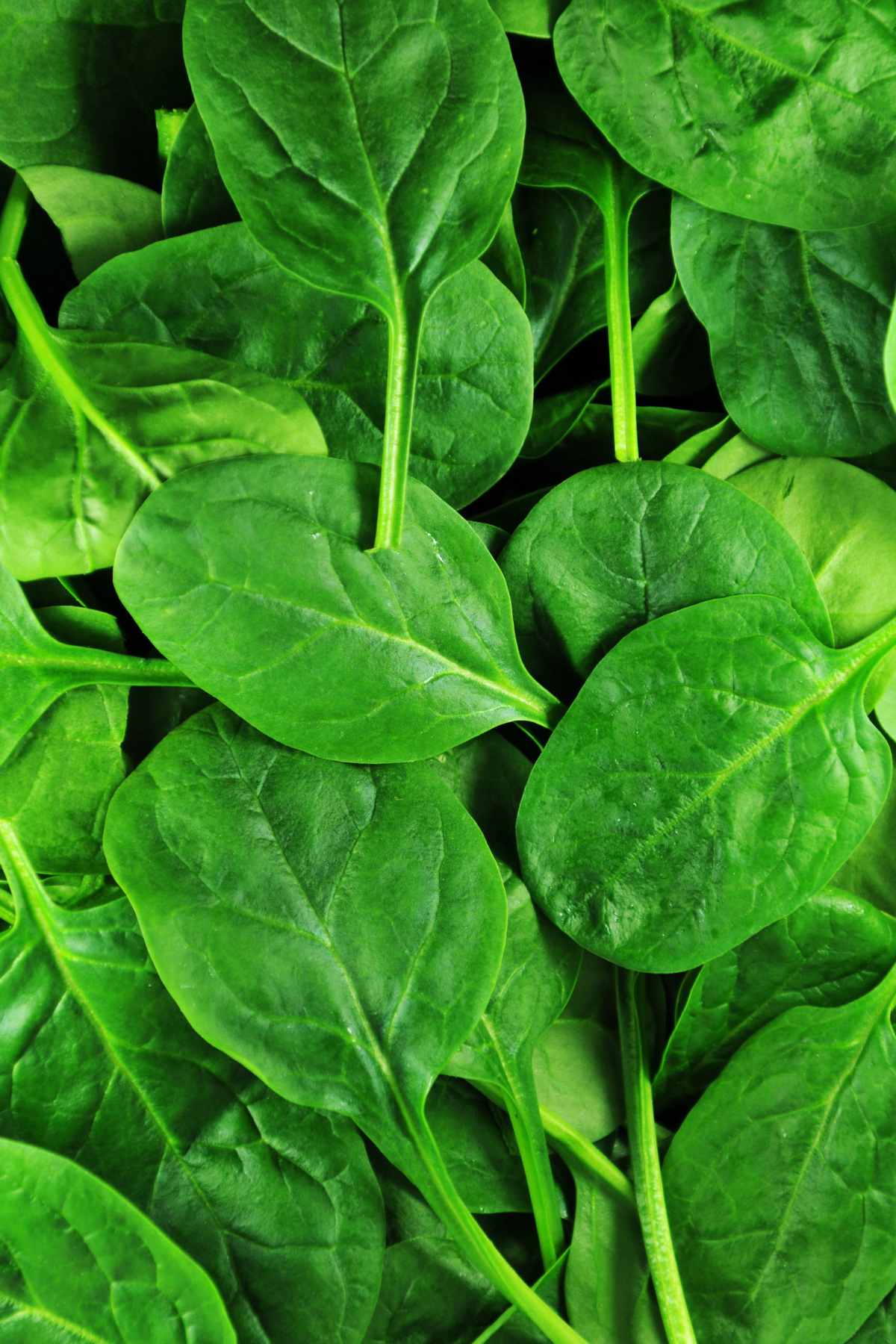 a bag of spinach